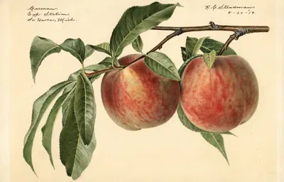 Prunus persica: Carman by Royal Charles Steadman, 1919 — digital art print download