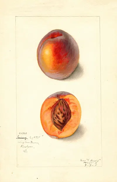 Prunus persica: Dewey by Mary Daisy Arnold, 1911 — digital art print download
