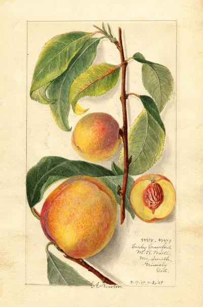 Prunus persica by Amanda Almira Newton, 1909 — digital art print download