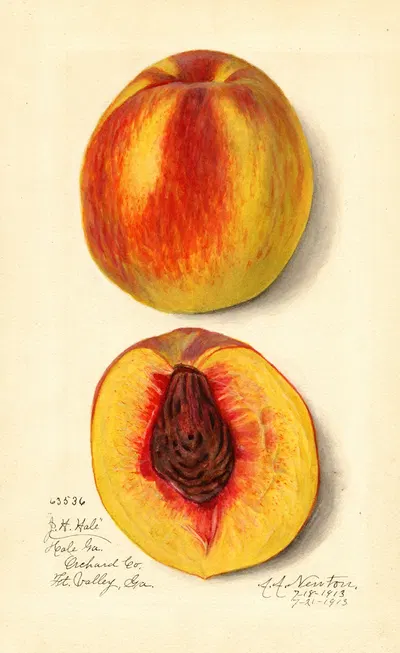 Prunus persica: J by Amanda Almira Newton, 1913 — digital art print download