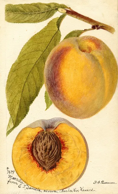 Prunus persica: Marcella by Deborah Griscom Passmore, 1894 — digital art print download