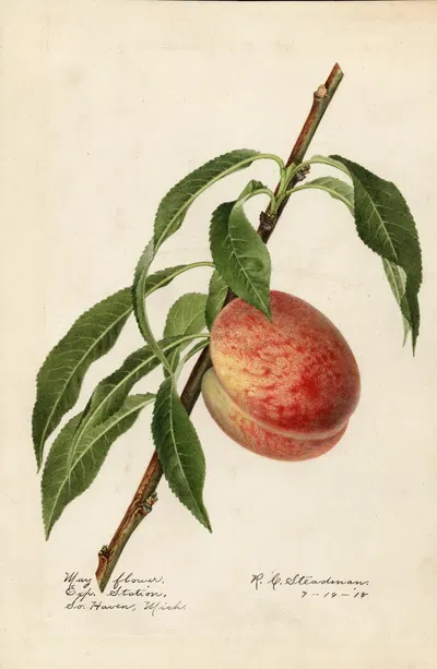 Prunus persica: Mayflower by Royal Charles Steadman, 1918 — digital art print download