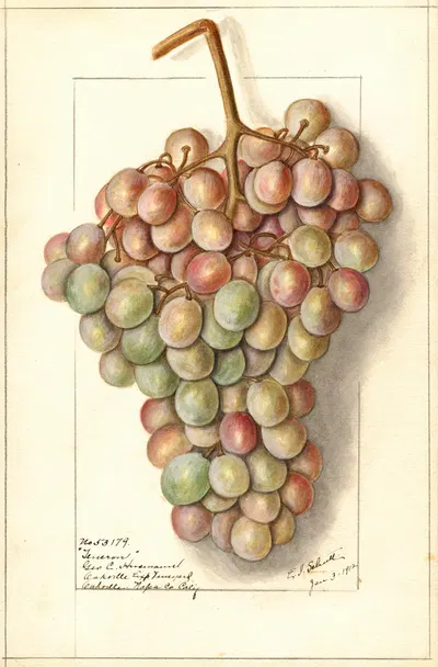 Vitis: Teneron by Ellen Isham Schutt, 1912 — digital art print download
