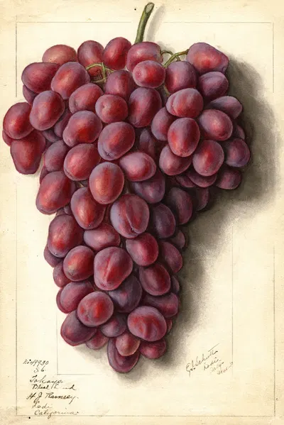 Vitis: Takayo Black Land by Ellen Isham Schutt, 1913 — digital art print download