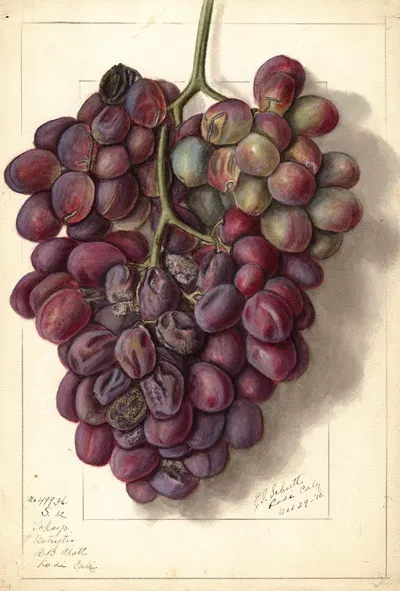 Vitis: Takayo by Ellen Isham Schutt, 1910 — digital art print download