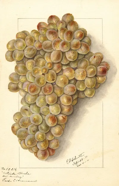Vitis: Ulliade Blanche d'Ambre by Ellen Isham Schutt, 1911 — digital art print download