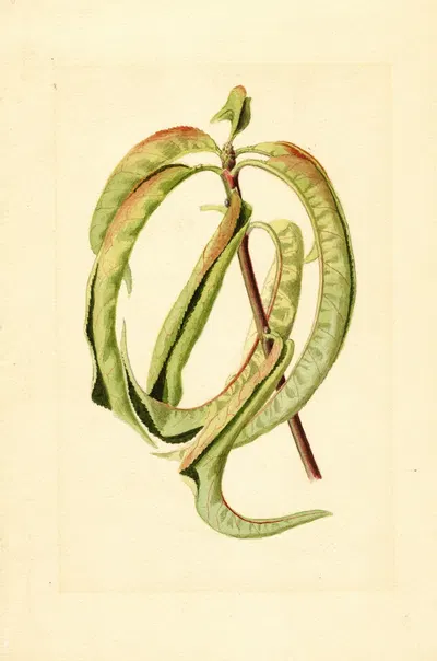 Prunus persica by James Marion Shull, 1912 — digital art print download