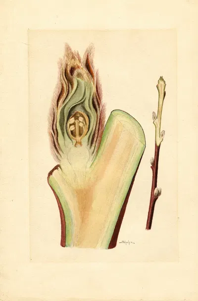 Prunus persica: Elberta by James Marion Shull, 1912 — digital art print download