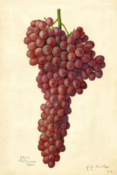 Vitis: Sultanina Rosea by Amanda Almira Newton, 1918 — digital art print download