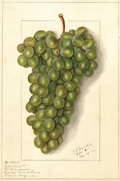 Vitis: Feher Szagos by Ellen Isham Schutt, 1911 — digital art print download