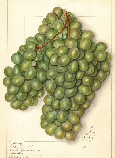 Vitis: Golden Queen by Ellen Isham Schutt, 1911 — digital art print download