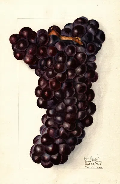 Vitis: Gros by Elsie E. Lower, 1909 — digital art print download