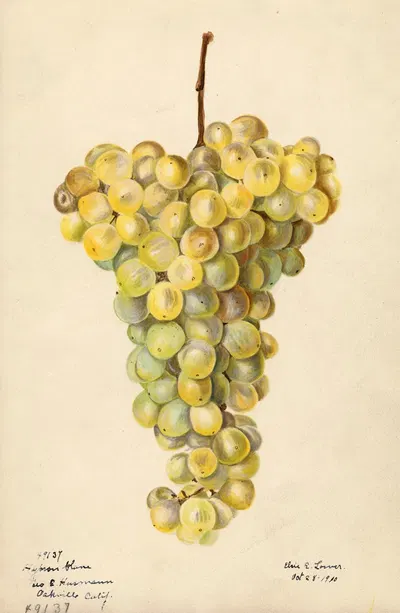 Vitis: Hybron Blanc by Elsie E. Lower, 1910 — digital art print download