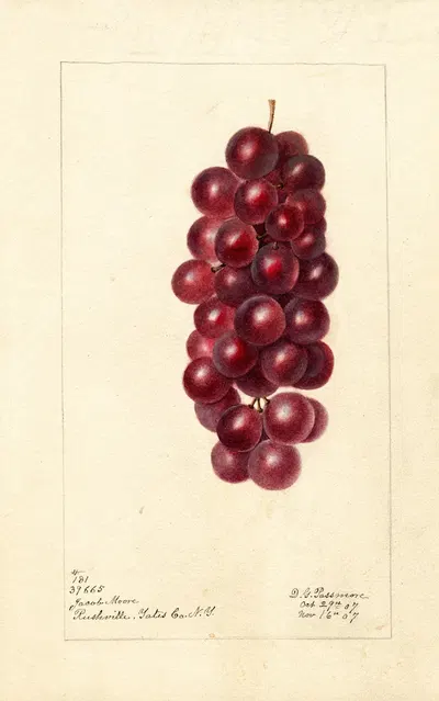 Vitis: Jacob Moore by Deborah Griscom Passmore, 1907 — digital art print download