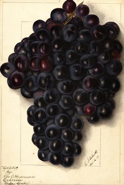 Vitis: Key by Ellen Isham Schutt, 1908 — digital art print download