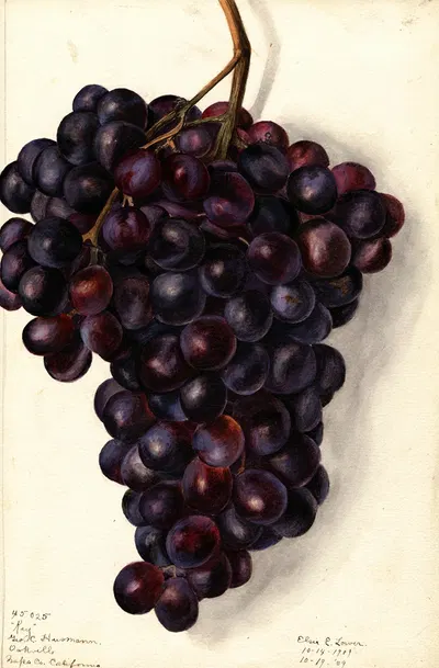 Vitis: Key by Elsie E. Lower, 1909 — digital art print download