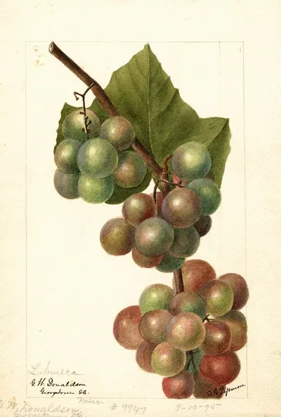 Vitis: Labrusca by Deborah Griscom Passmore, 1895 — digital art print download