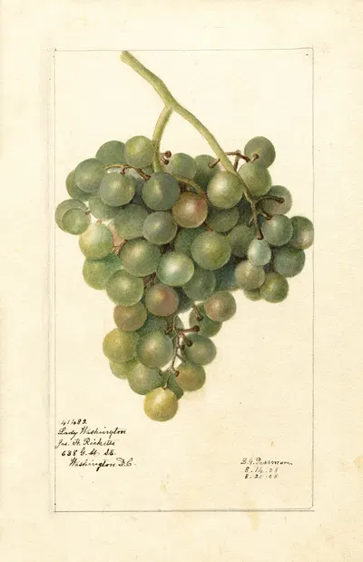 Vitis: Lady Washington by Deborah Griscom Passmore, 1908 — digital art print download