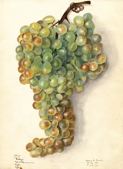 Vitis: Malaga by Elsie E. Lower, 1909 — digital art print download