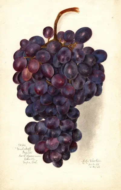 Vitis: Malakoff Isjum by Amanda Almira Newton, 1908 — digital art print download
