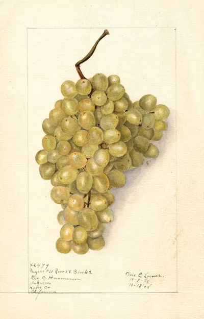 Vitis: Meyers No by Elsie E. Lower, 1908 — digital art print download
