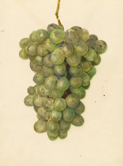 Vitis: Ontario by Amanda Almira Newton, 1933 — digital art print download