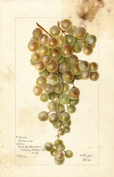Vitis: Palomino by Bertha Heiges, 1900 — digital art print download