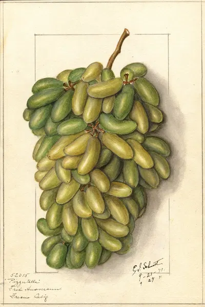 Vitis: Pizzutella by Ellen Isham Schutt, 1911 — digital art print download