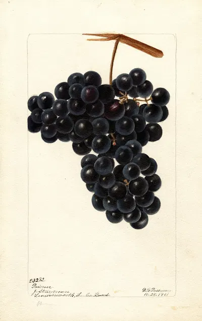 Vitis: Pawvur? by Deborah Griscom Passmore, 1901 — digital art print download