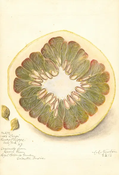 Citrus grandis: 11668 Large by Amanda Almira Newton, 1910 — digital art print download