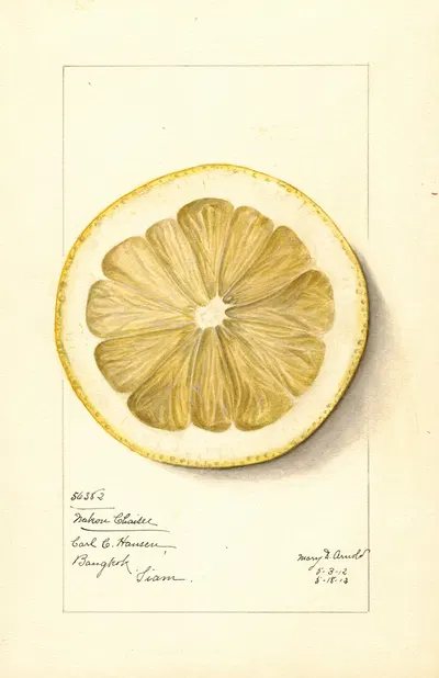 Citrus grandis: Mahon Chaisee by Mary Daisy Arnold, 1912 — digital art print download