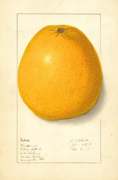 Citrus by Ellen Isham Schutt, 1911 — digital art print download