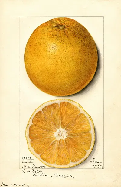 Citrus sinensis: Navel by Mary Daisy Arnold, 1914 — digital art print download