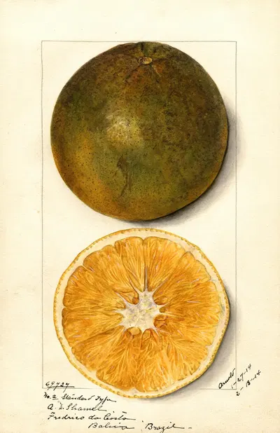 Citrus sinensis by Mary Daisy Arnold, 1914 — digital art print download