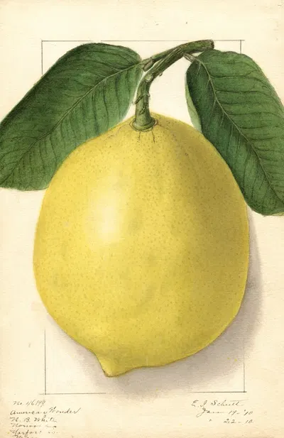 Citrus limon: American Wonder by Ellen Isham Schutt, 1910 — digital art print download