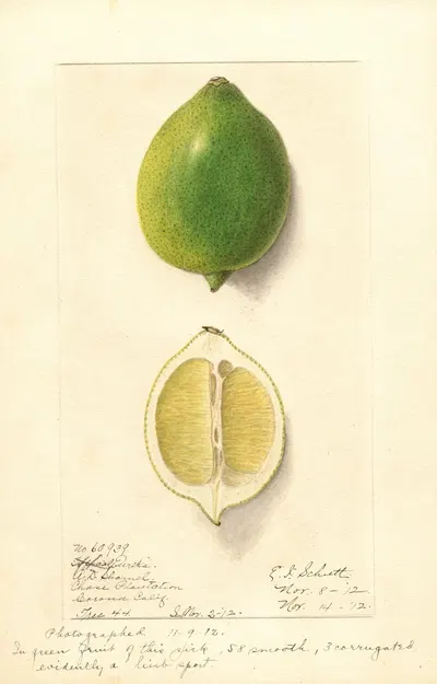 Citrus limon: Eureka by Ellen Isham Schutt, 1912 — digital art print download
