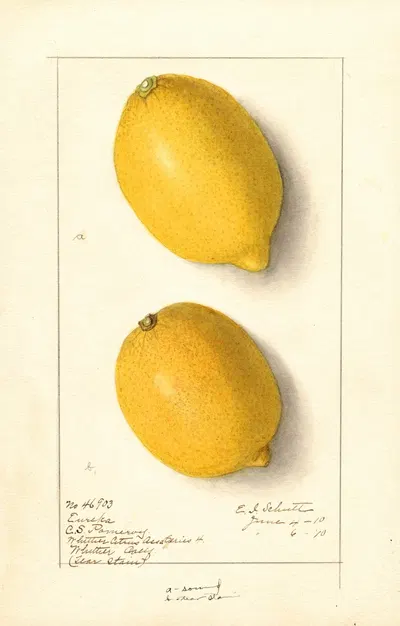 Citrus limon: Eureka by Ellen Isham Schutt, 1910 — digital art print download