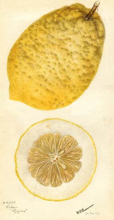 Citrus medica: Lyman by Deborah Griscom Passmore, 1894 — digital art print download