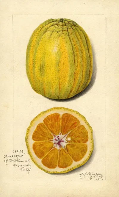 Citrus sinensis by Amanda Almira Newton, 1915 — digital art print download