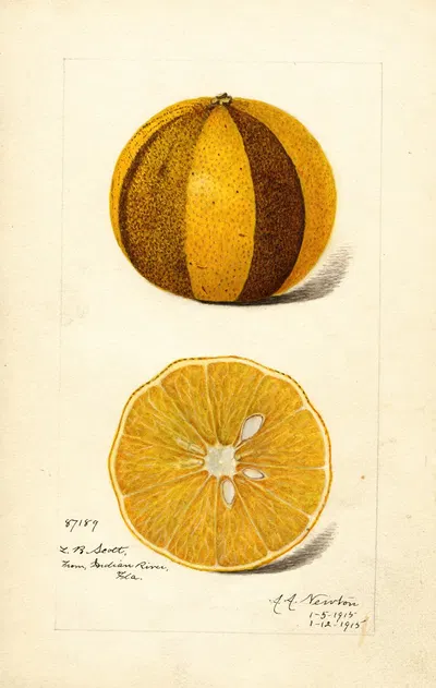 Citrus sinensis by Amanda Almira Newton, 1915 — digital art print download