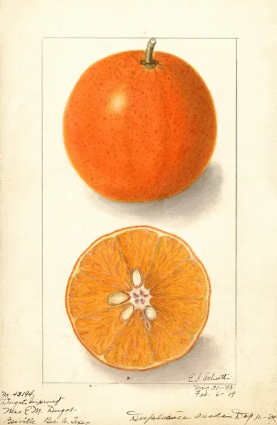 Citrus sinensis: Dugats Improved by Ellen Isham Schutt, 1909 — digital art print download