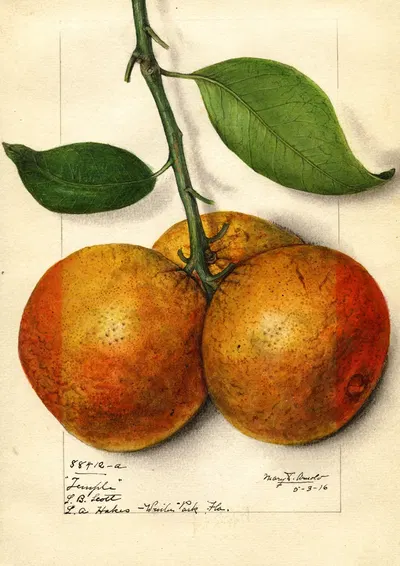 Citrus sinensis: Temple by Mary Daisy Arnold, 1916 — digital art print download
