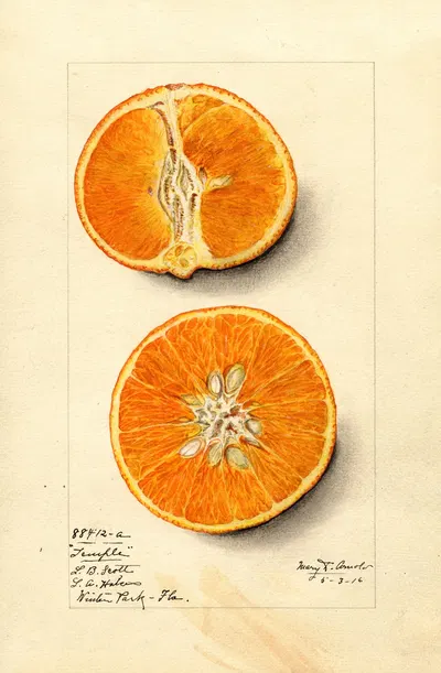 Citrus sinensis: Temple by Mary Daisy Arnold, 1916 — digital art print download