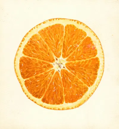 Citrus sinensis by James Marion Shull, 1914 — digital art print download