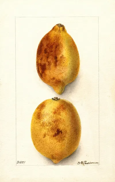 Citrus limon by Дебора Гриском Пассмор, 1904 — digital art print download