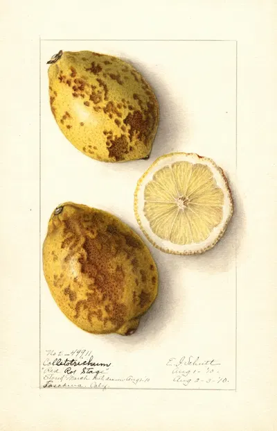 Citrus limon by Ellen Isham Schutt, 1910 — digital art print download