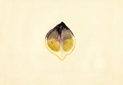 Citrus limon by James Marion Shull, 1928 — digital art print download