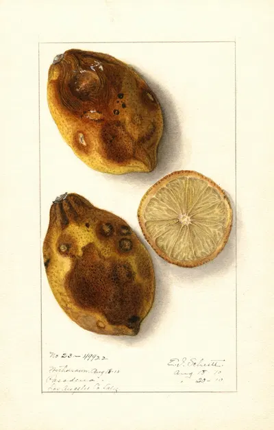 Citrus limon by Ellen Isham Schutt, 1910 — digital art print download
