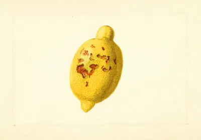 Citrus limon by James Marion Shull, 1911 — digital art print download