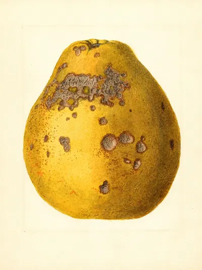 Citrus limon: Ponderosa by James Marion Shull, 1917 — digital art print download